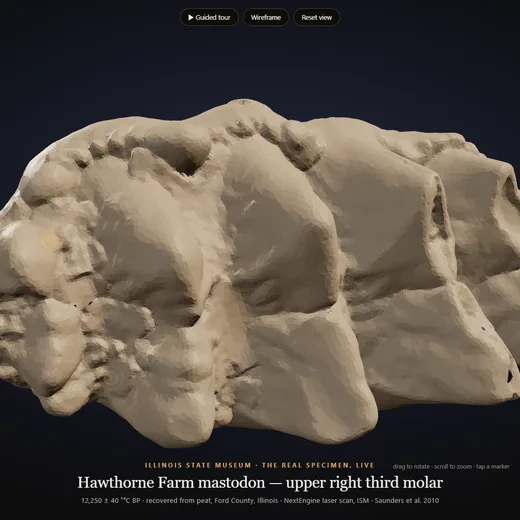 Laser scan of the Hawthorne Farm mastodon molar, Illinois State Museum